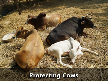 Protecting Cows